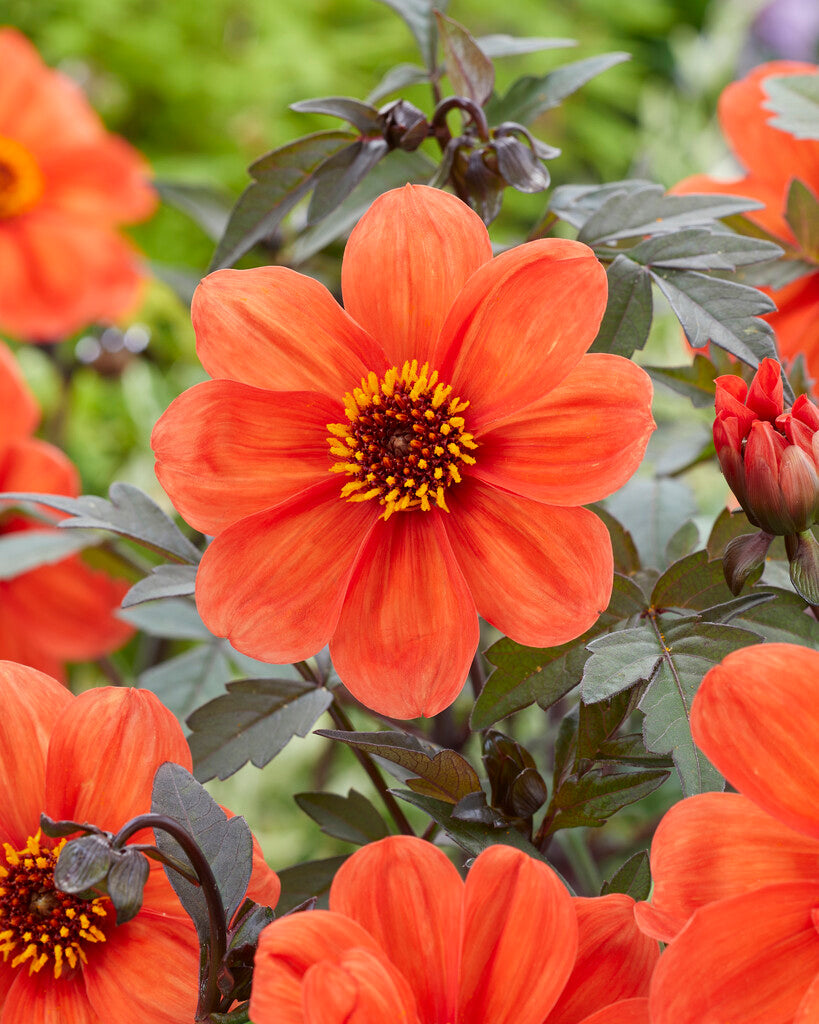 Dahlia Border Bishop of Oxford 1-pakning